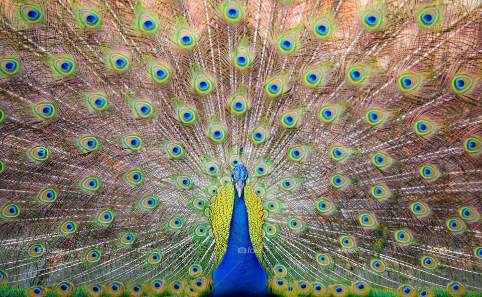 peacock in its most majestic beauty