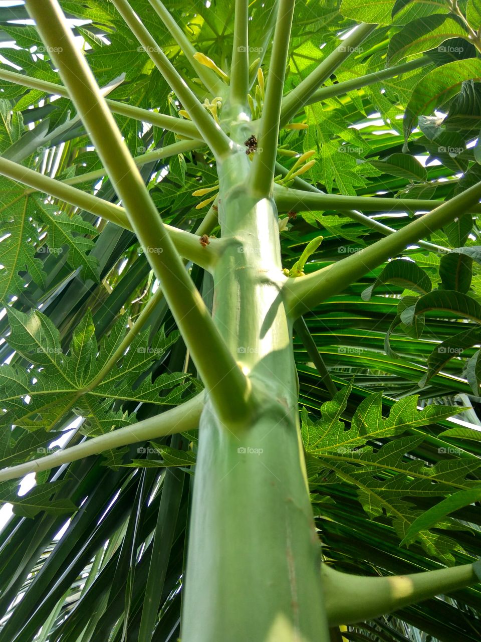 papaya tree