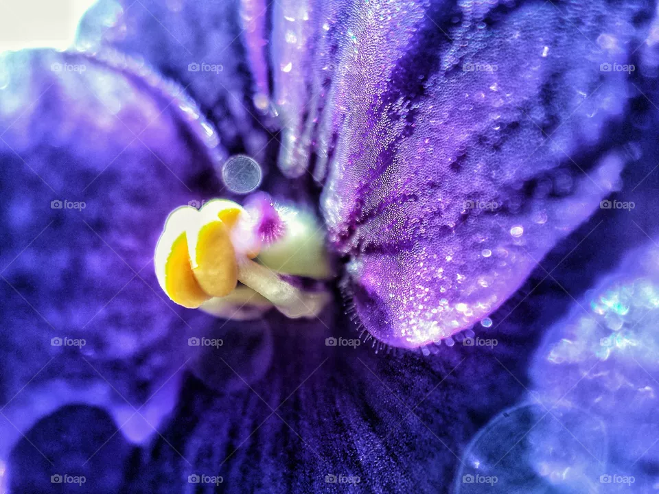 Violets 5