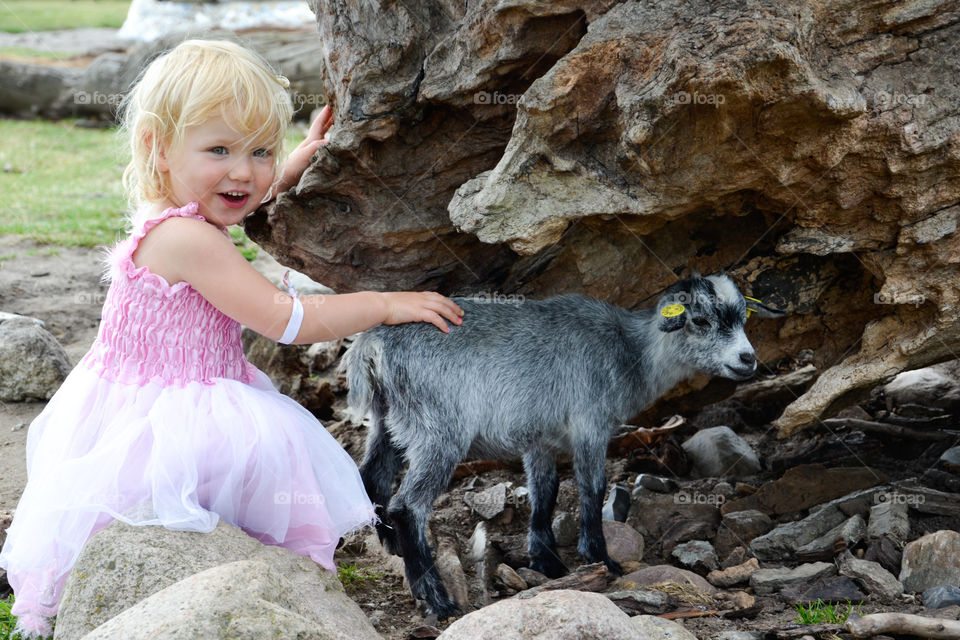 a little girl of two years petting a goat at Knuteborg in Denmark.