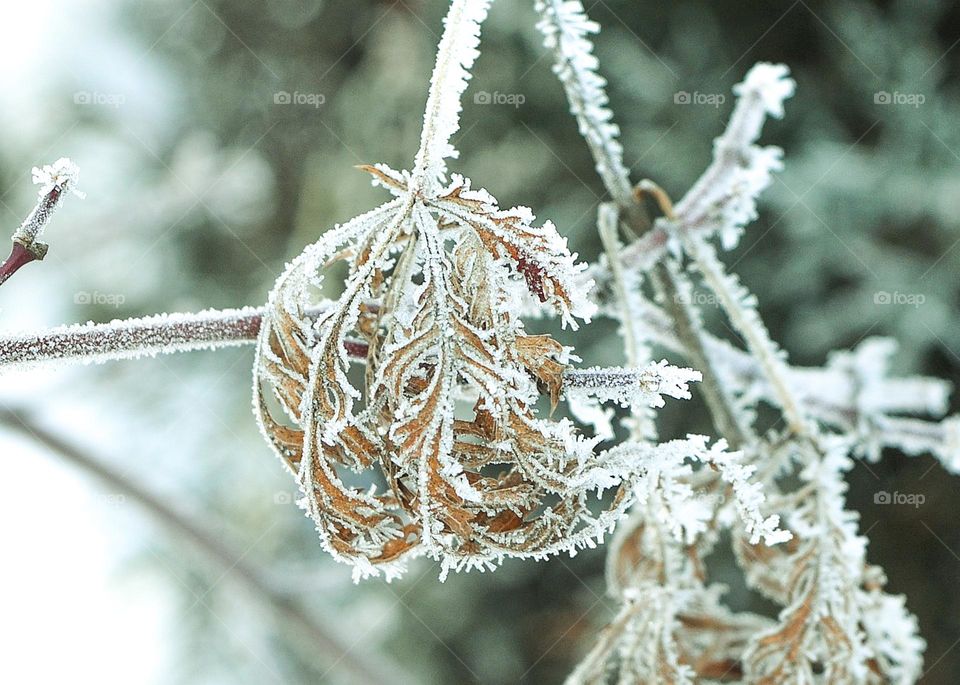 Frosty Marvels Nature's Ice Artistry