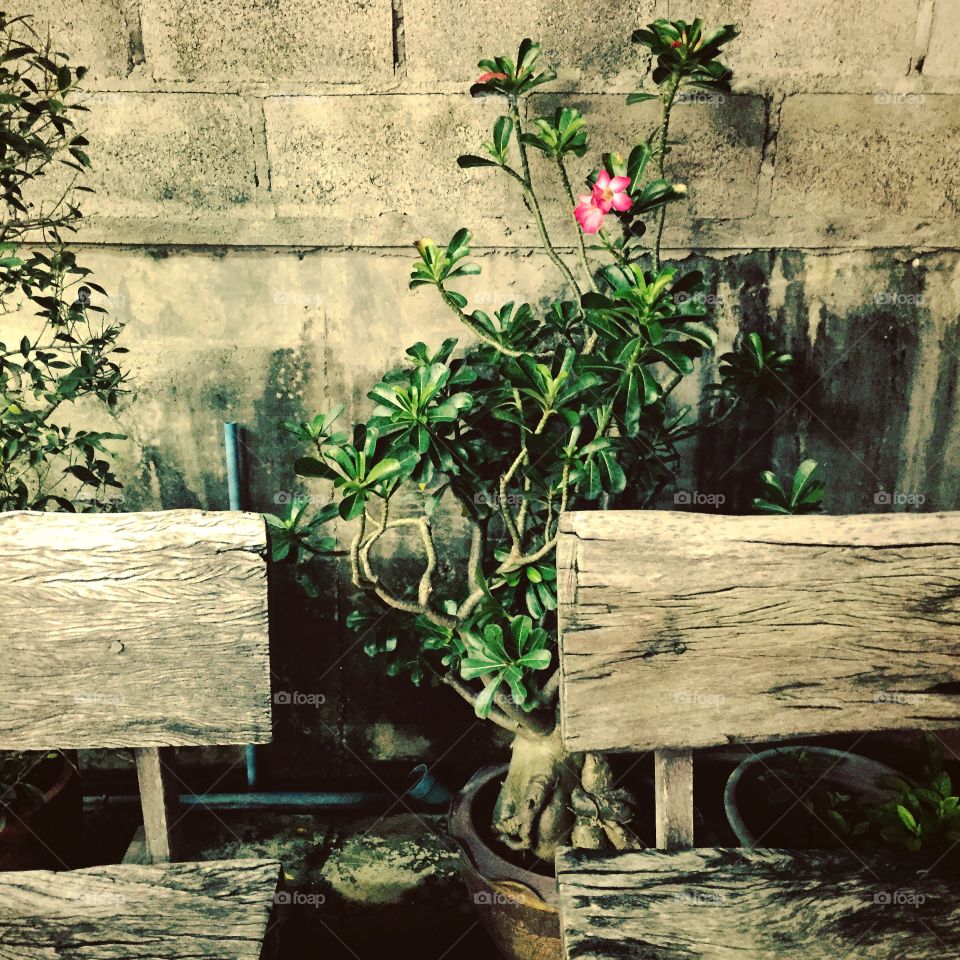 Wooden bench and pink flower. Went to a restaurant with my family near Chonburi in Thailand and saw this nice composition. 