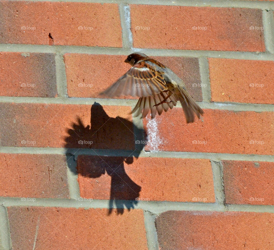 shadow bird landing in-flight by gp56