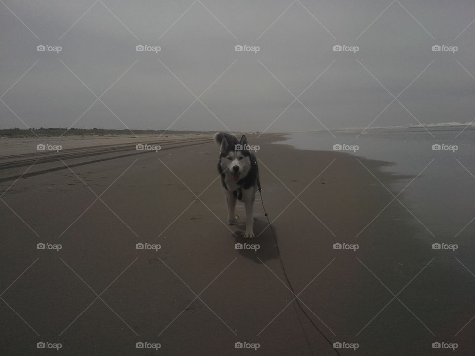 husky at the beach