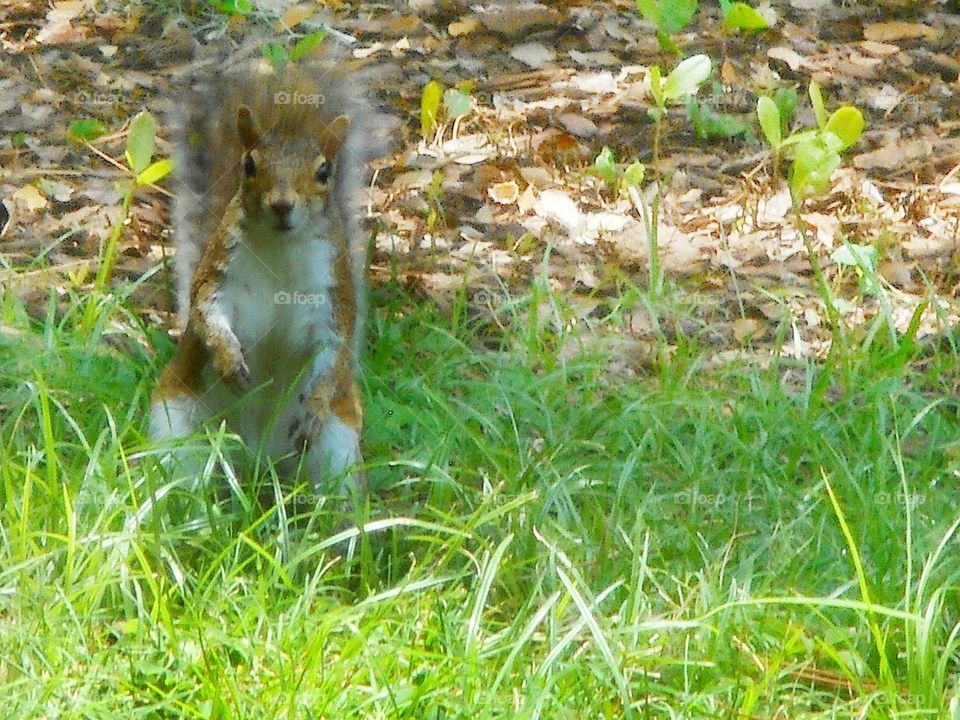 A brown and white squirrel stands in grass with a surprised look on his face, at Lake Lily Park.