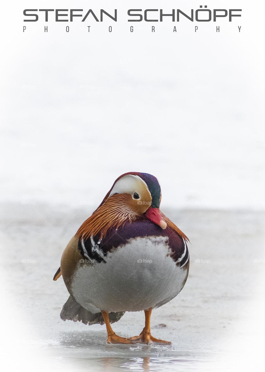 Mandarinduck standing on ice in a winterlandsape