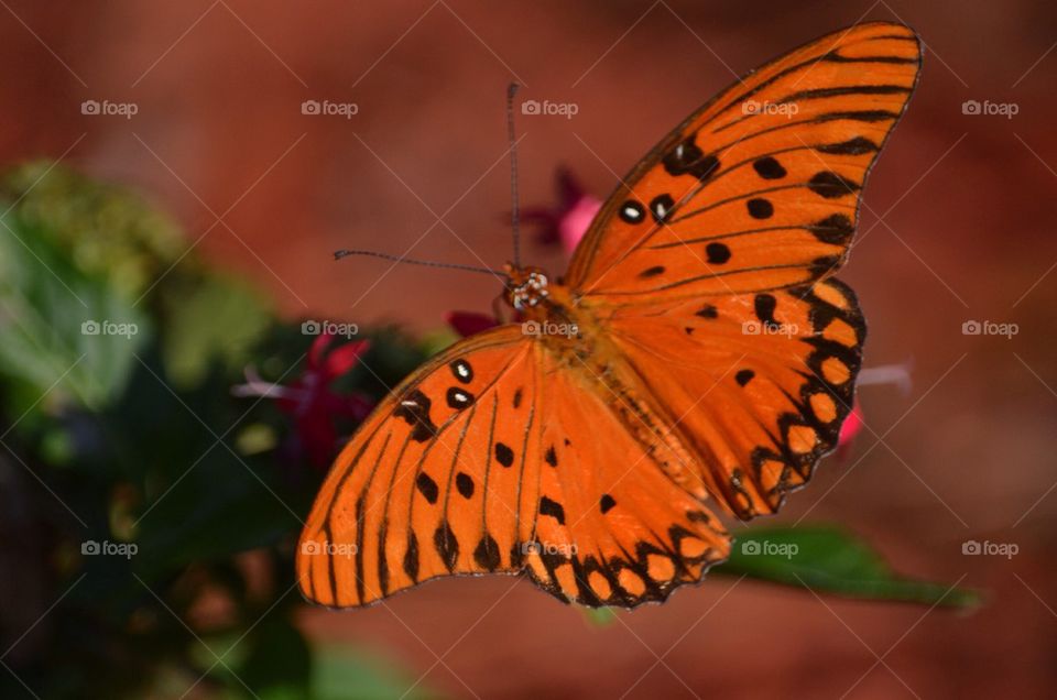 High angle view of butterfly