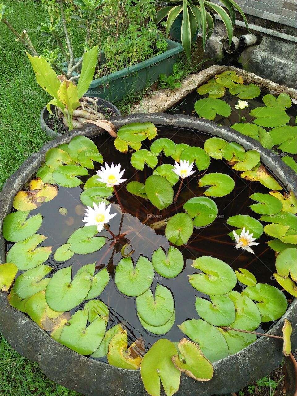 Bunga Teratai putih  kecil