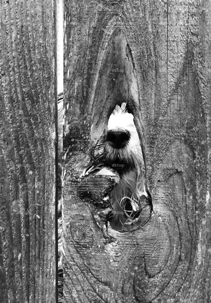 Dog looking through a hole in a wood fence