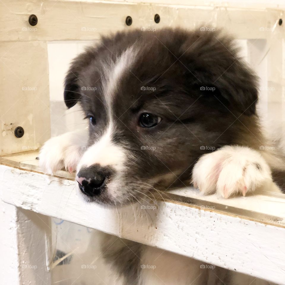 Cute Puppy needing a home