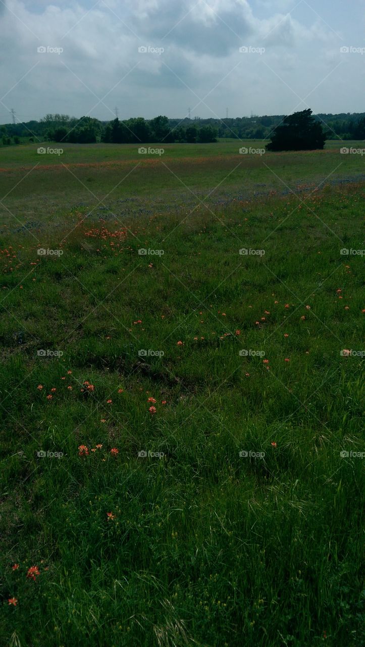 Landscape, No Person, Flower, Cropland, Grass