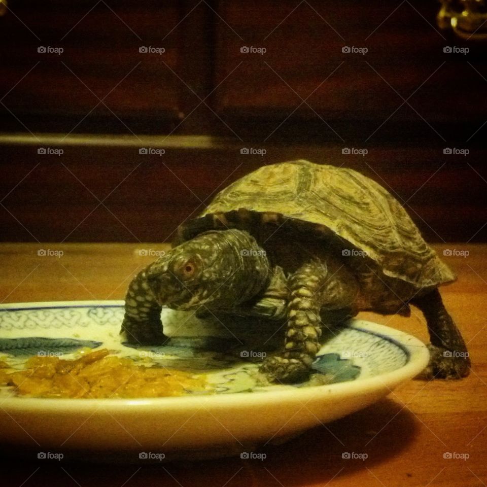 turtle with attitude eating from a plate