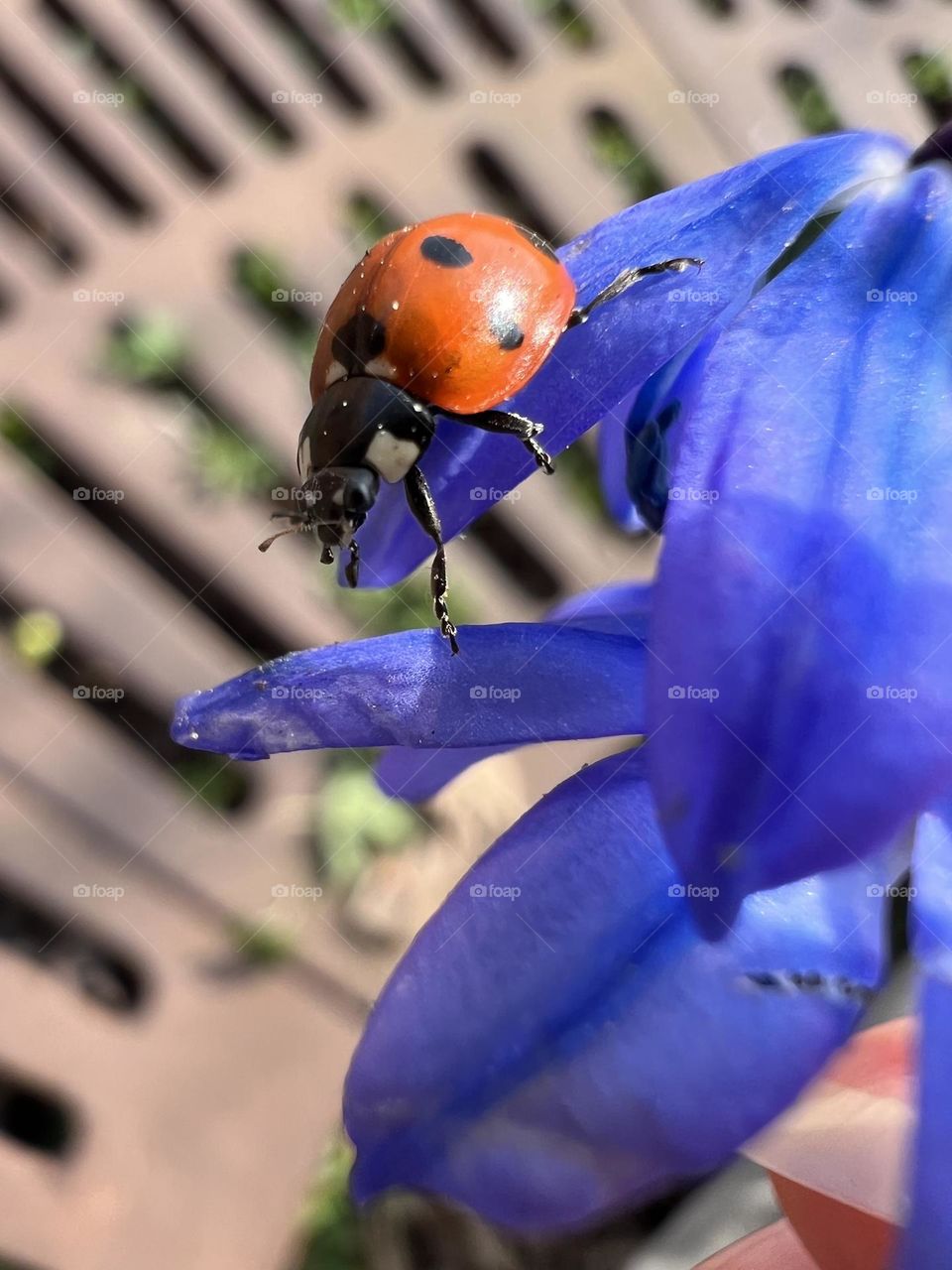 A close-up of a ladybug on a blue flower