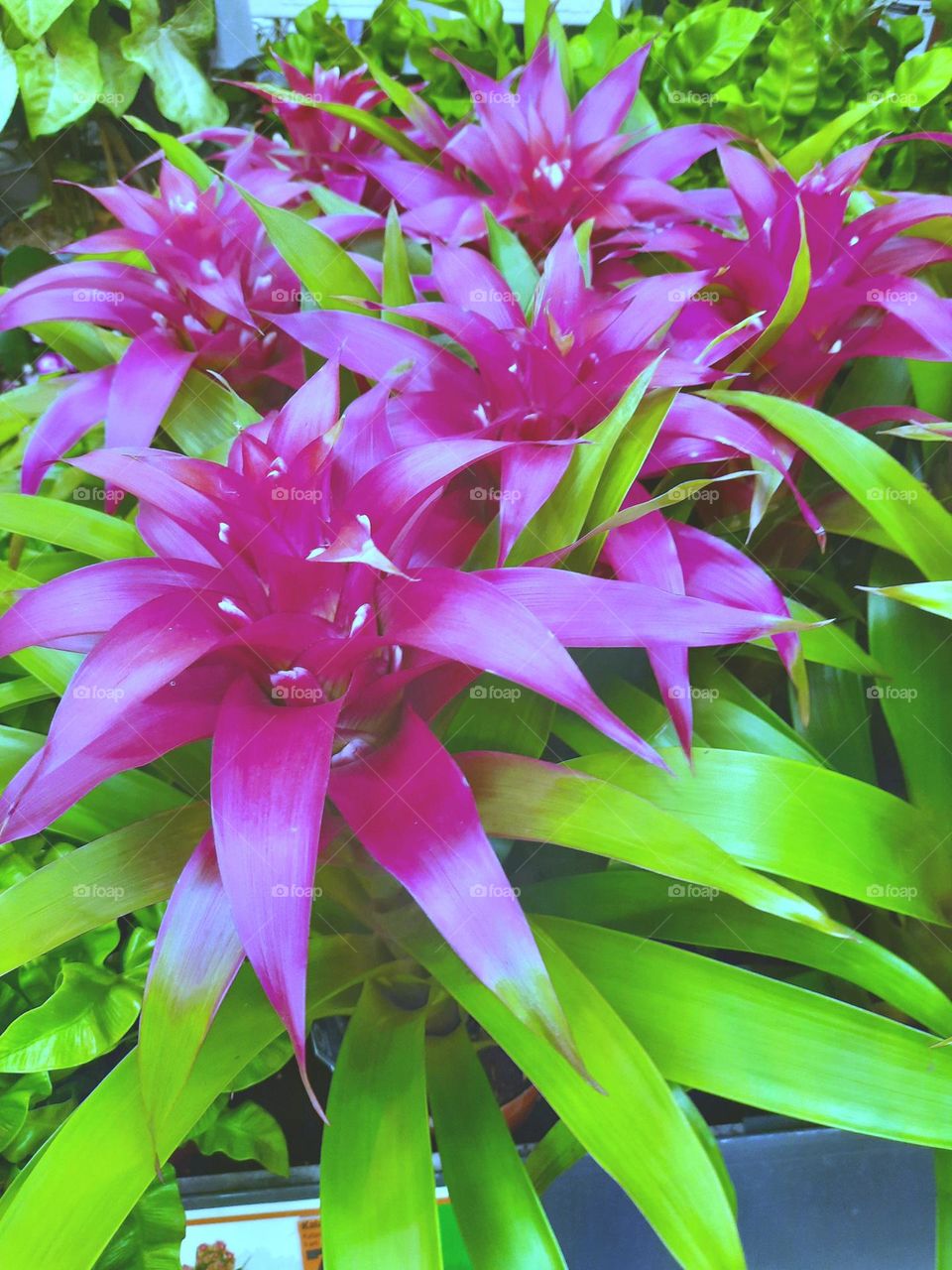 purple flowers in shopping mall