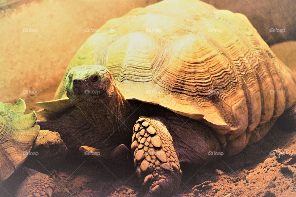 very old tortoise