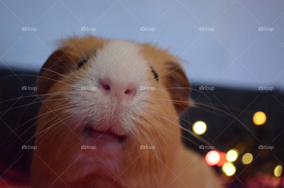 Close-up of a guinea pig's mouth and whisker