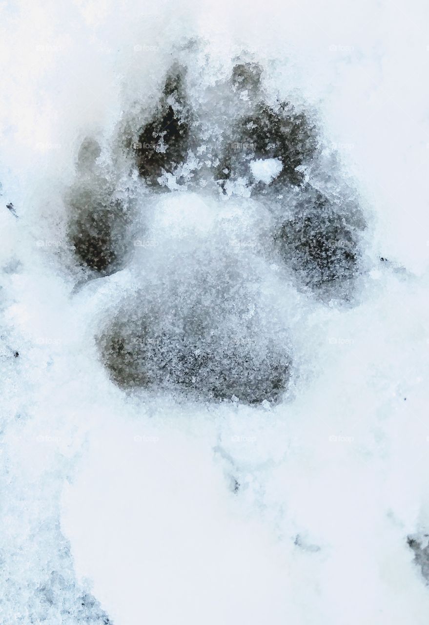 paw-print in the snow
