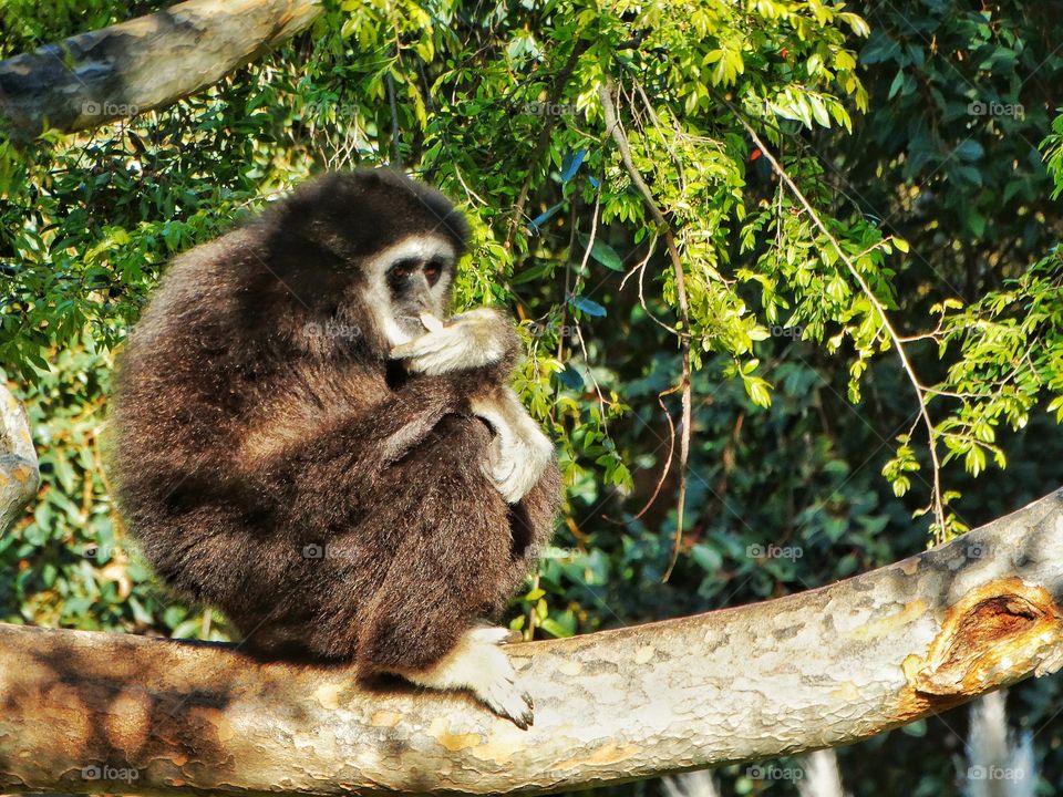 Wild Gibbon
