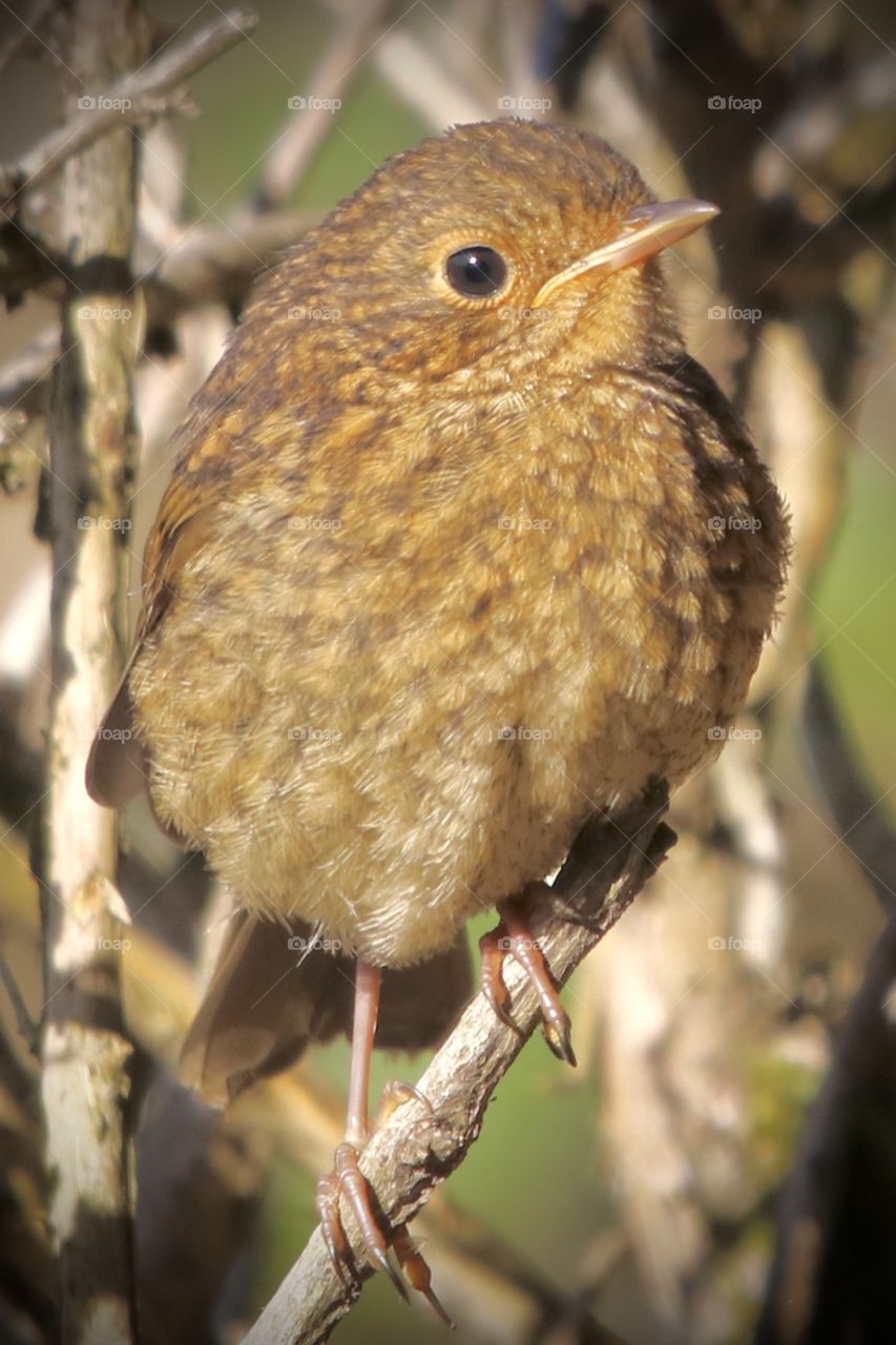 Young robin