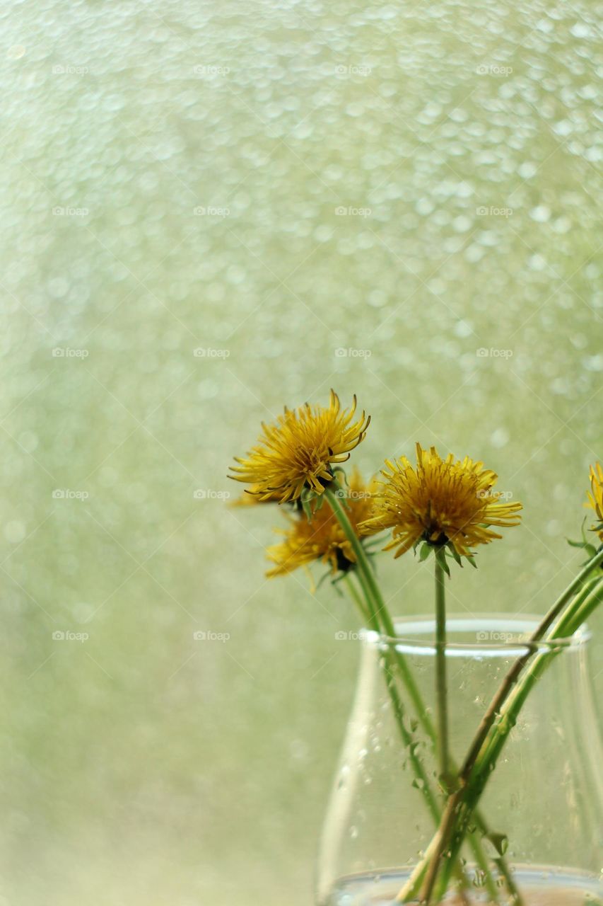 A bouquet of yellow dandelions