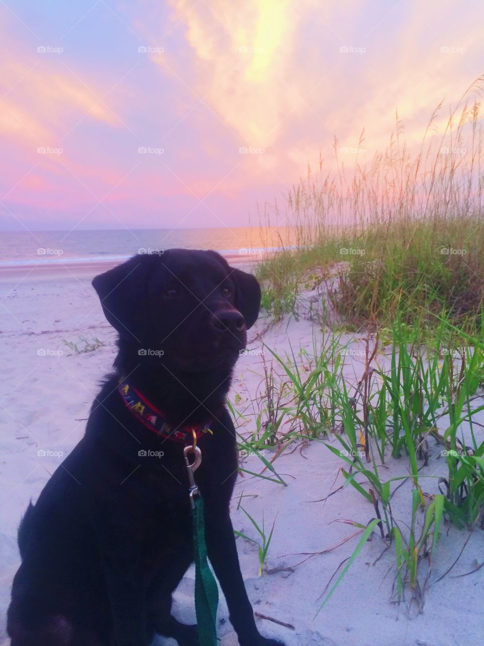 Emerald Isle with our black lab 
