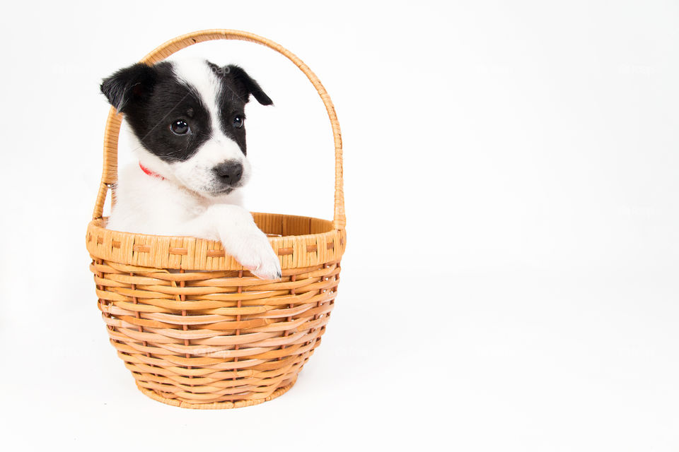 Cute dog in a basket.