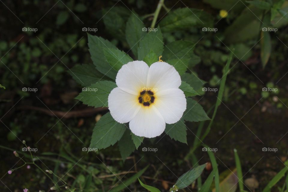 white flower are blooming close up