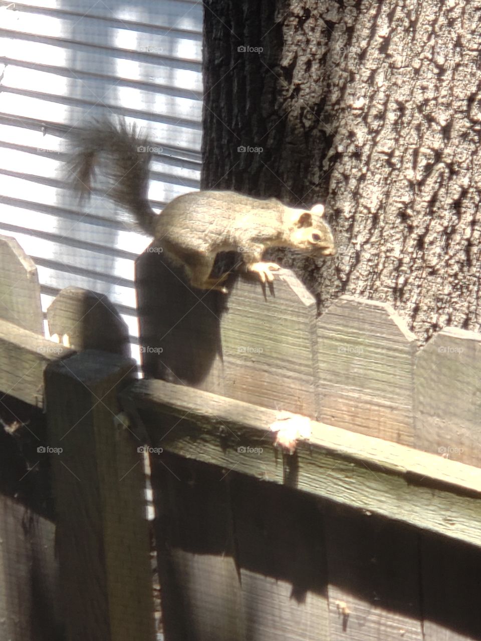 squirrel on the fence