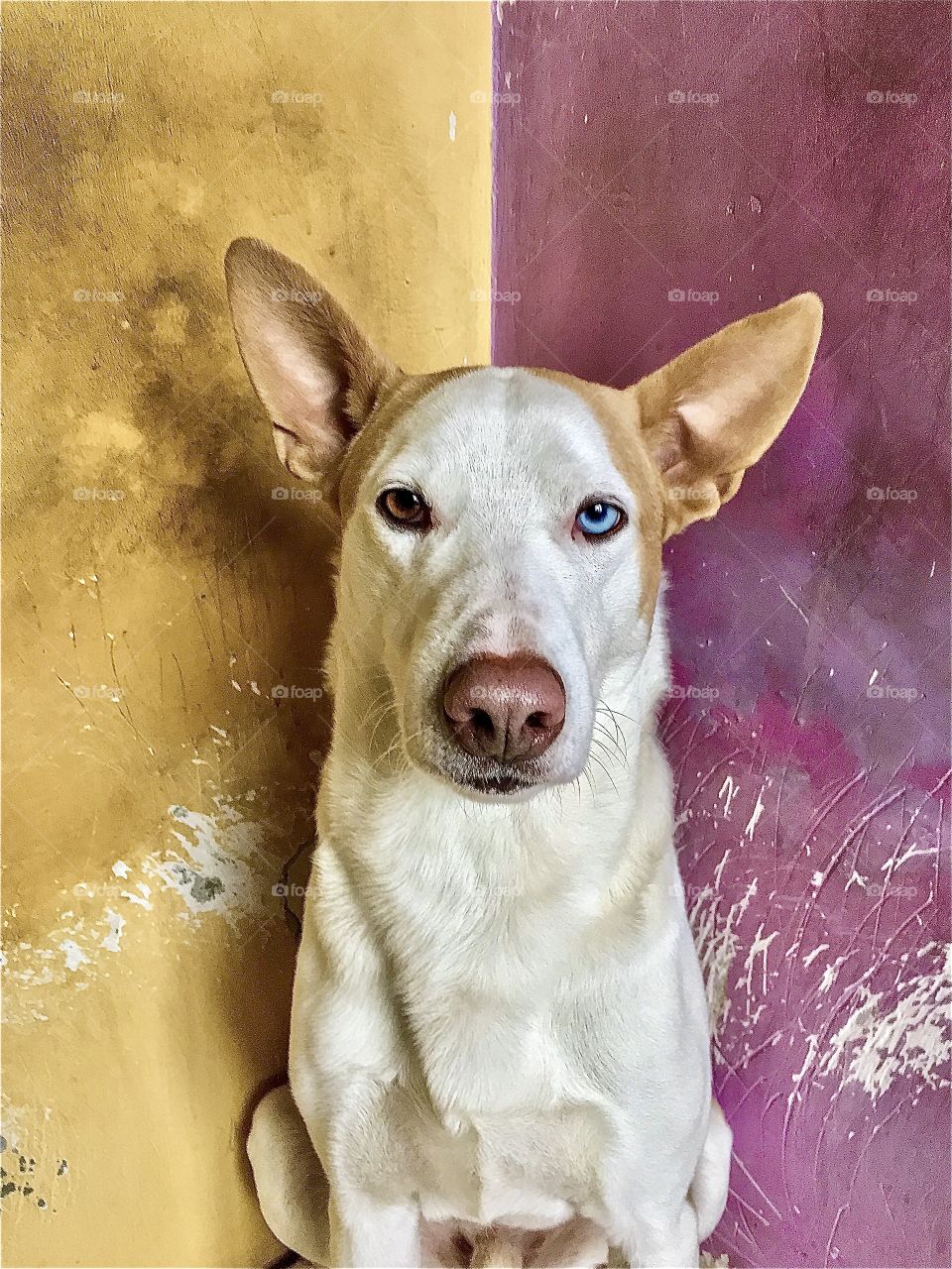 Heterochromia. Dog with different coloured eyes. 