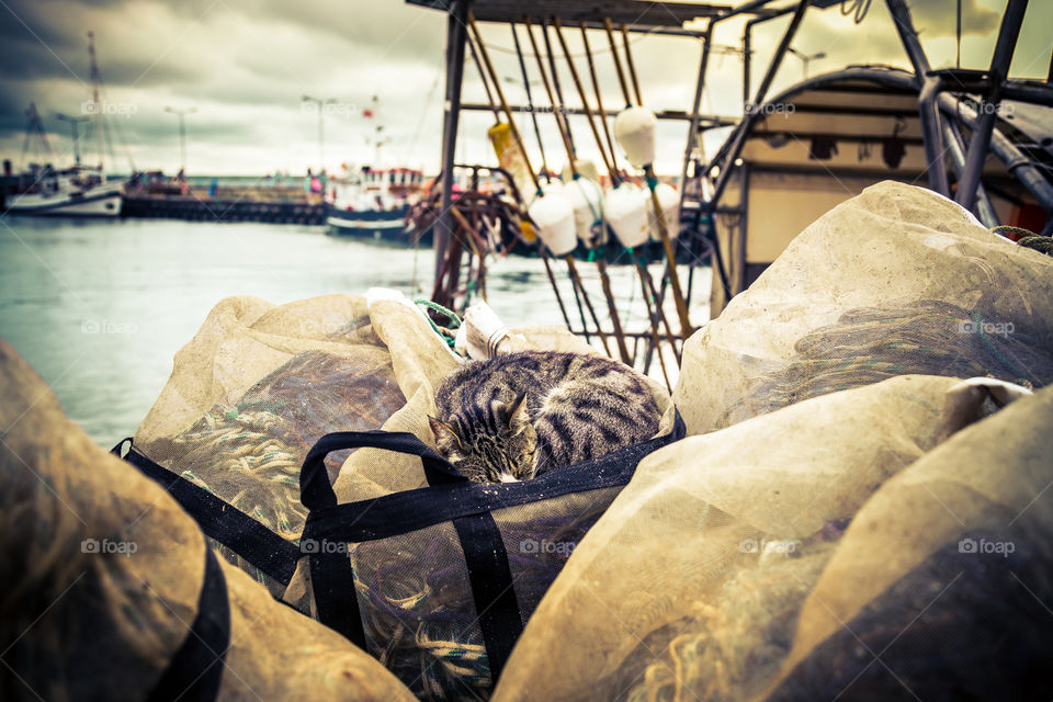 Harbor cat