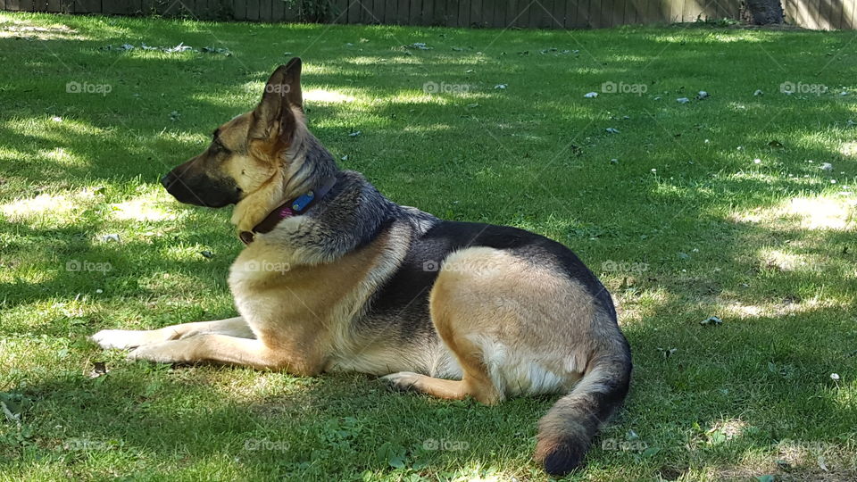 German Shepherd