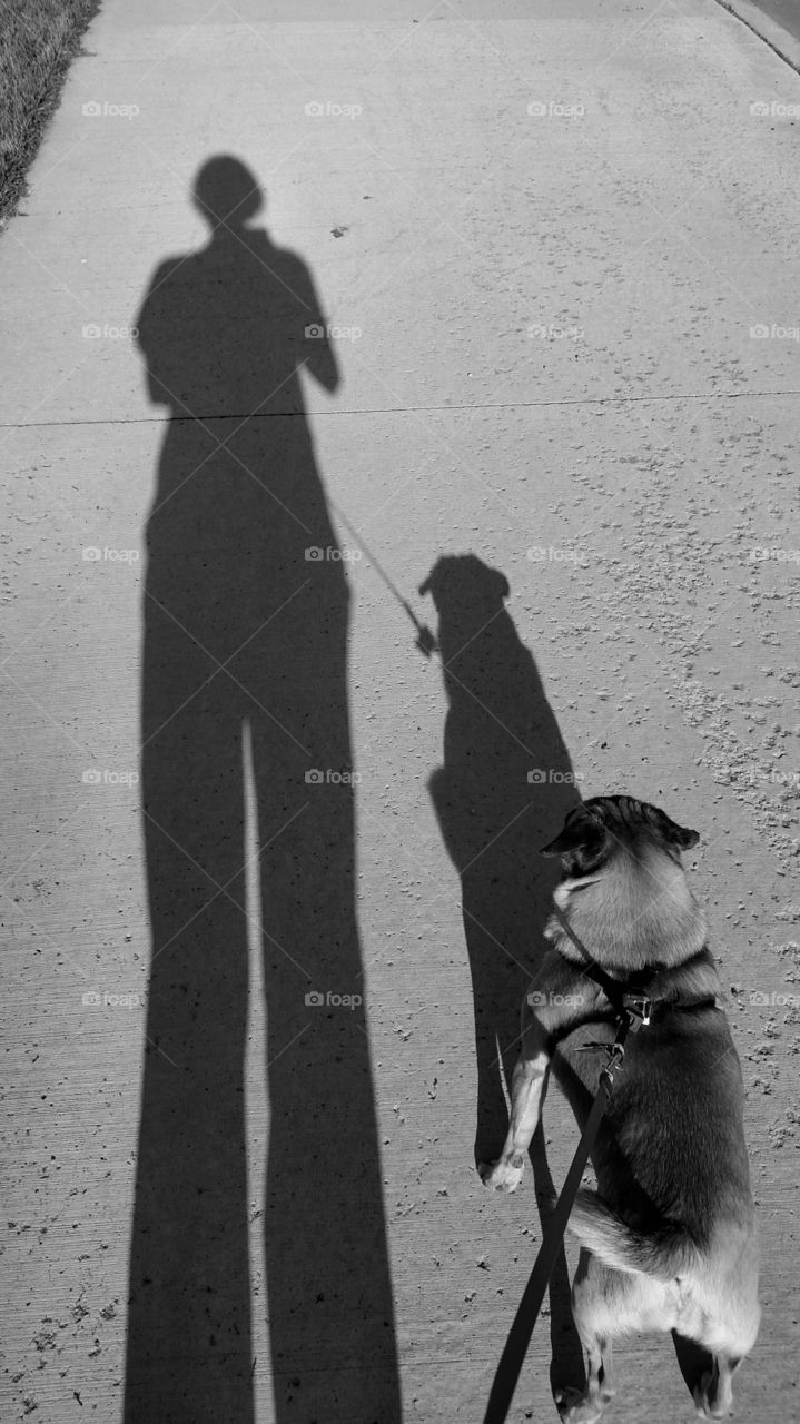 Pug Shadow 1