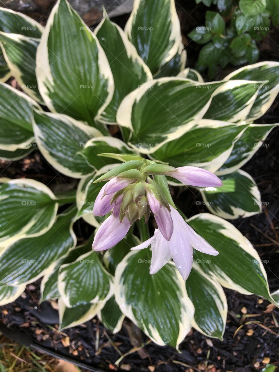 Hosta flower blooming in backyard landscaping flower bed summer gardening plants