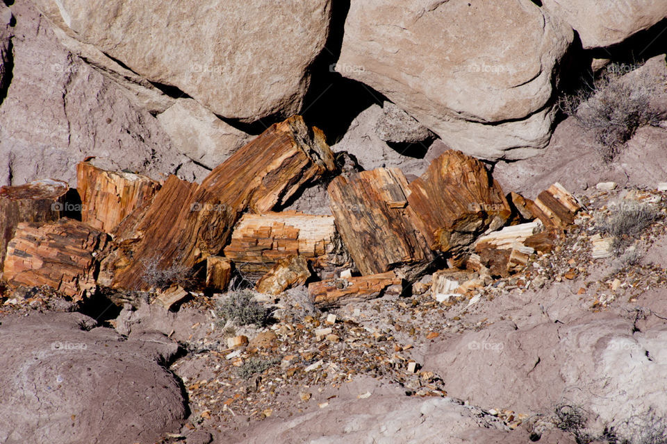 Petrified Tree