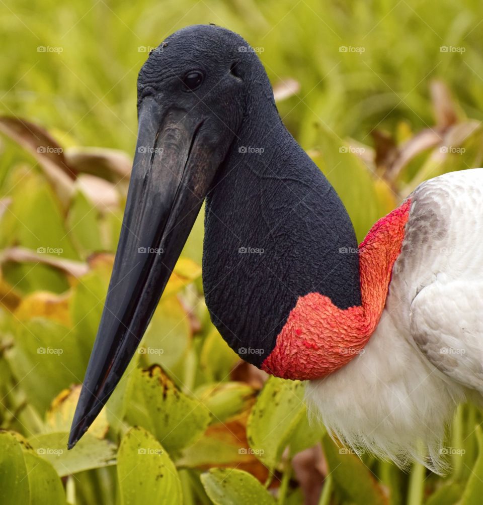 PANTANAL MS BRAZIL