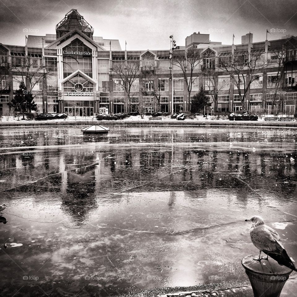 Seagull ice rink 