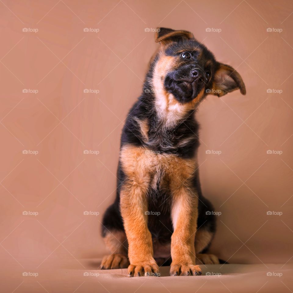 German shepherd puppy on light brown background 