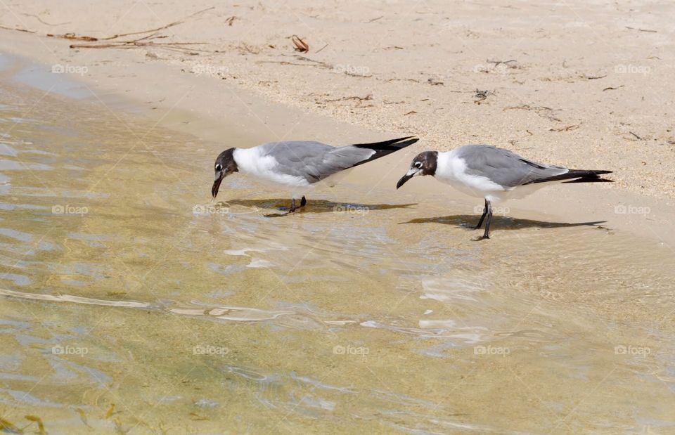 Do You See Anything Tasty In There?