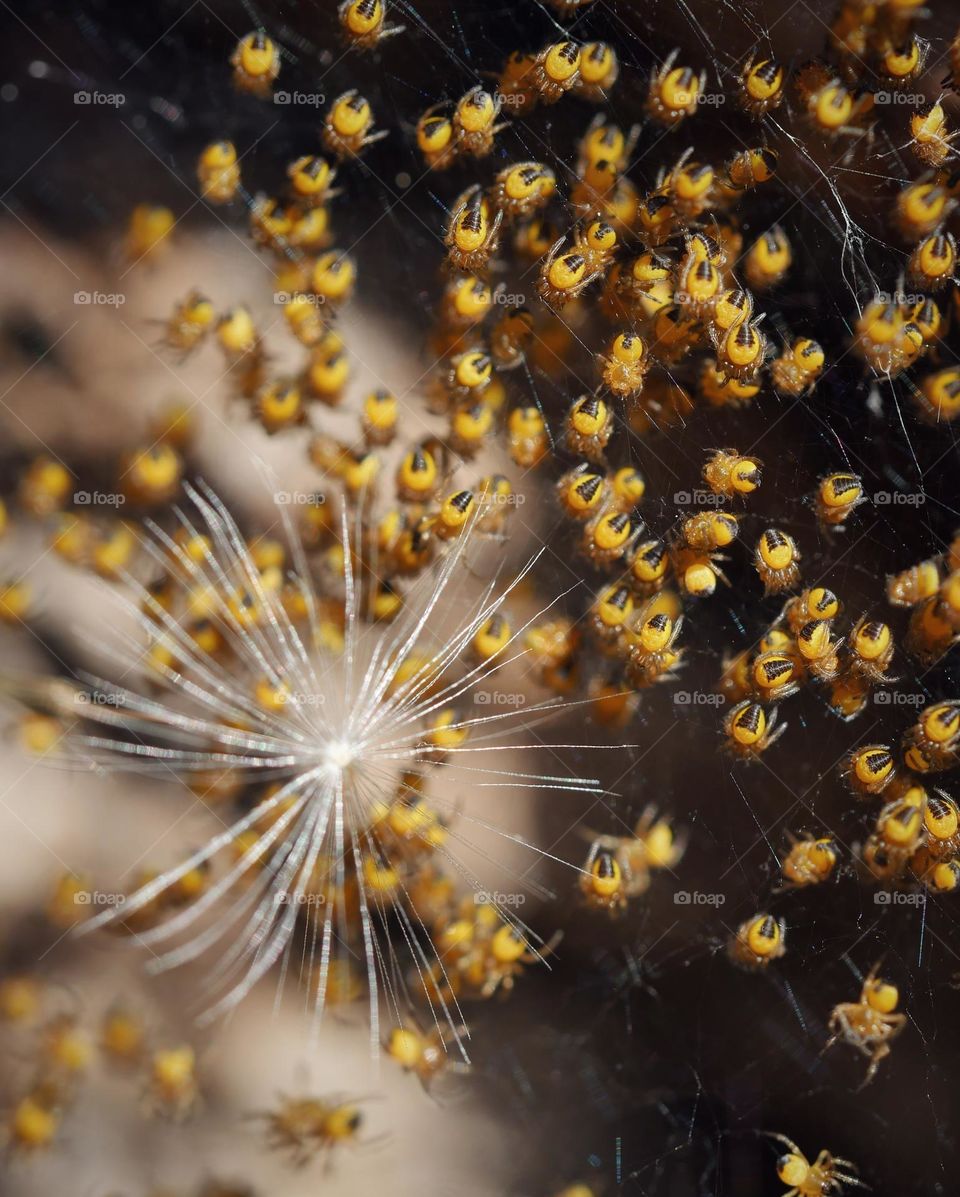 Group of tiny little baby spiders