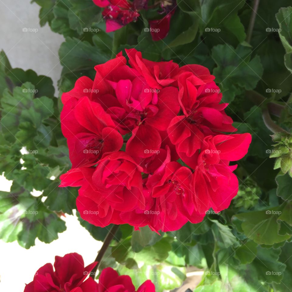 Beautiful red flowers