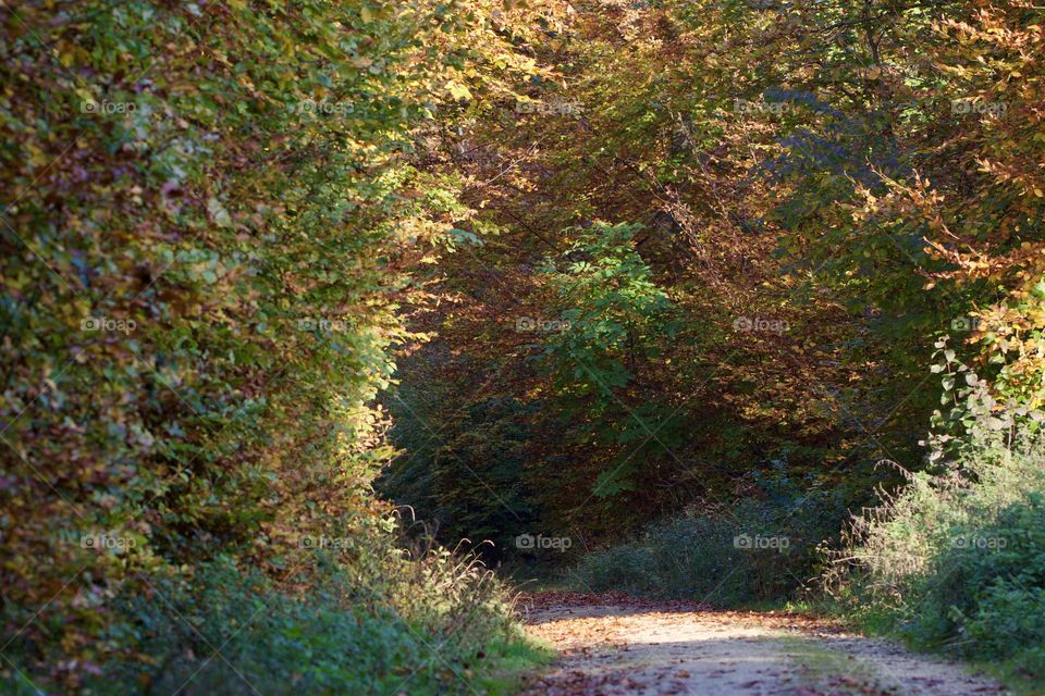 Forest Path