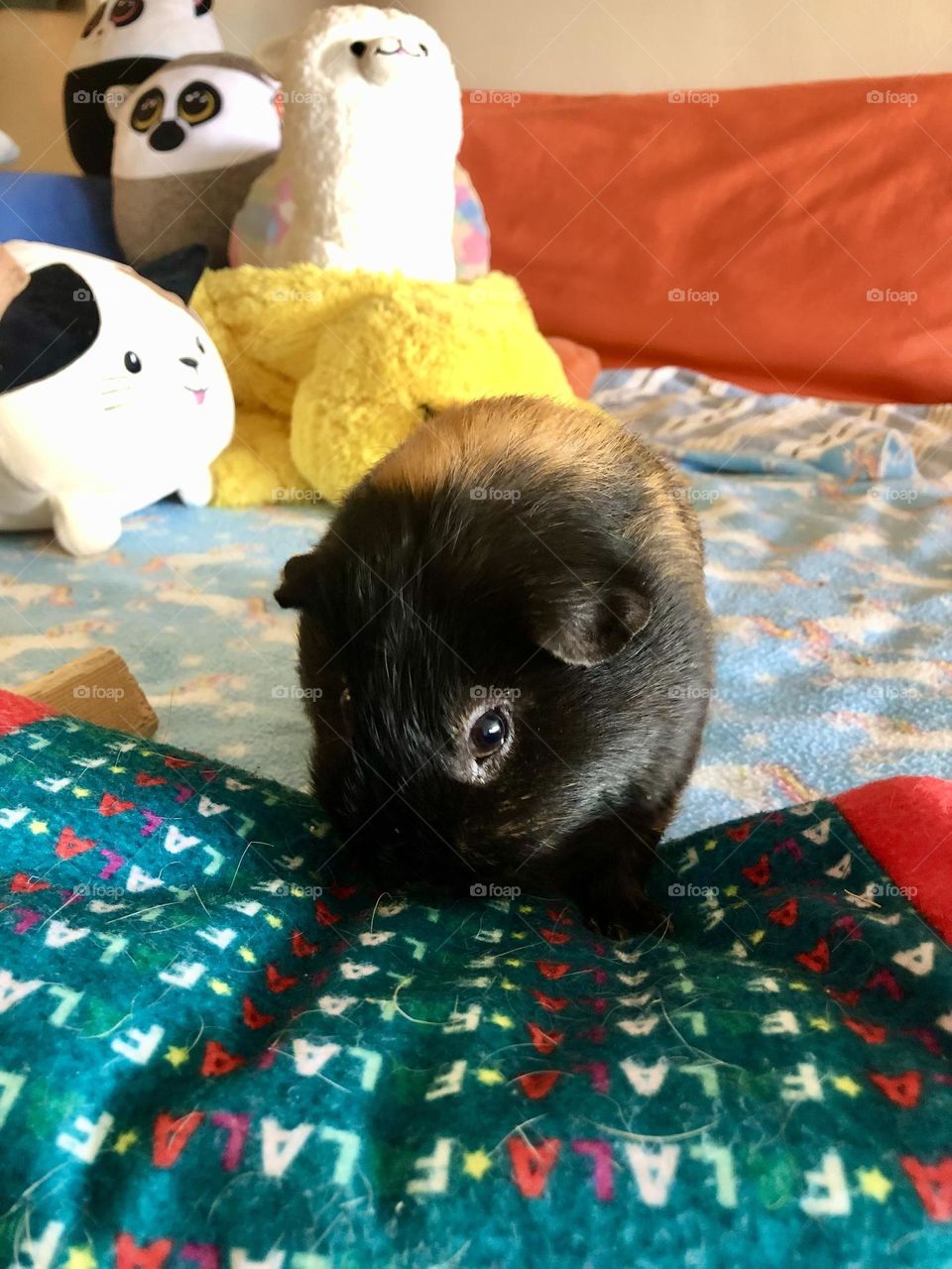 Little Rocky / 1 st year  adaption anniversary . Adapted  Rocky on date July 27 ,22