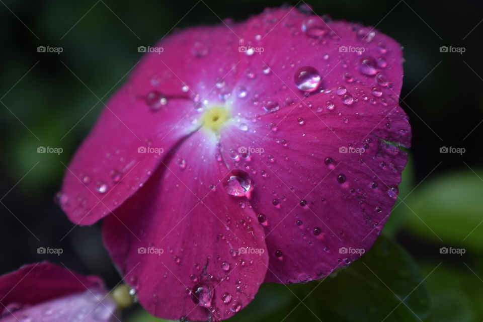 Vinca flower with water drop