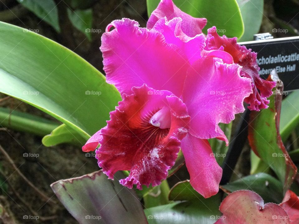 Pink frilly Orchid