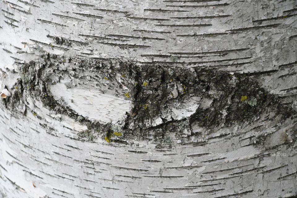 evil eye in tree bark