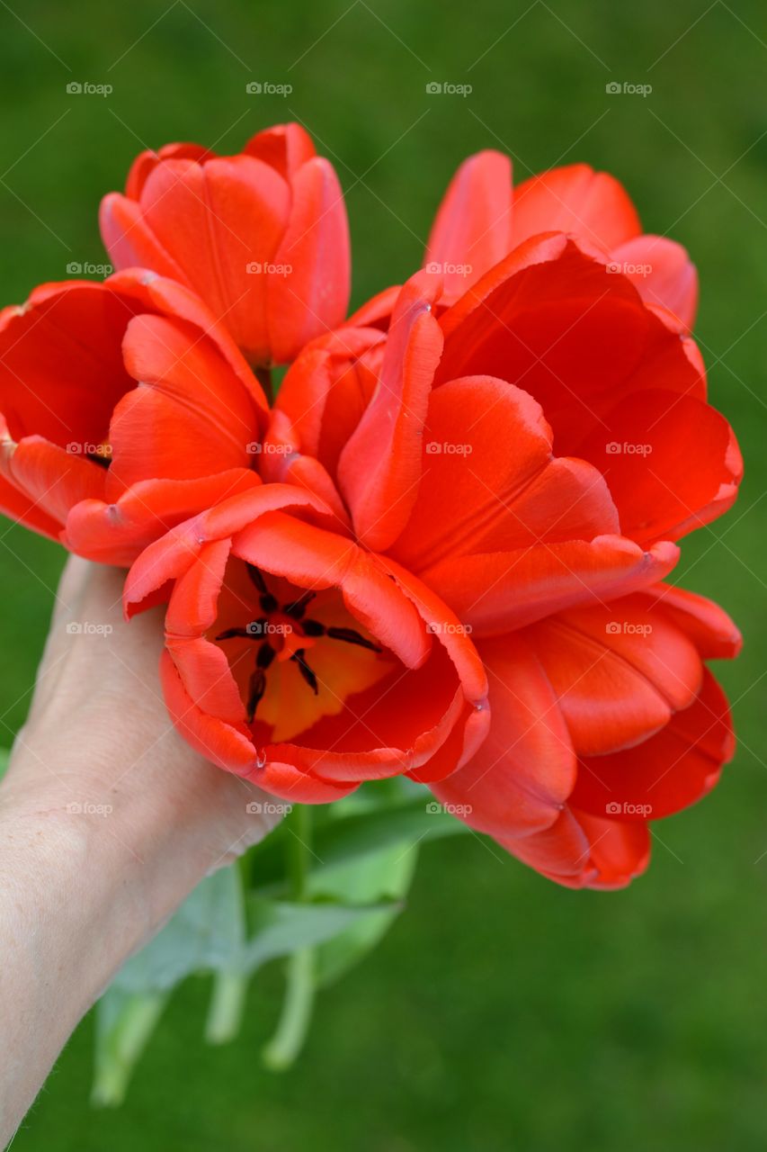 red tulips in hand