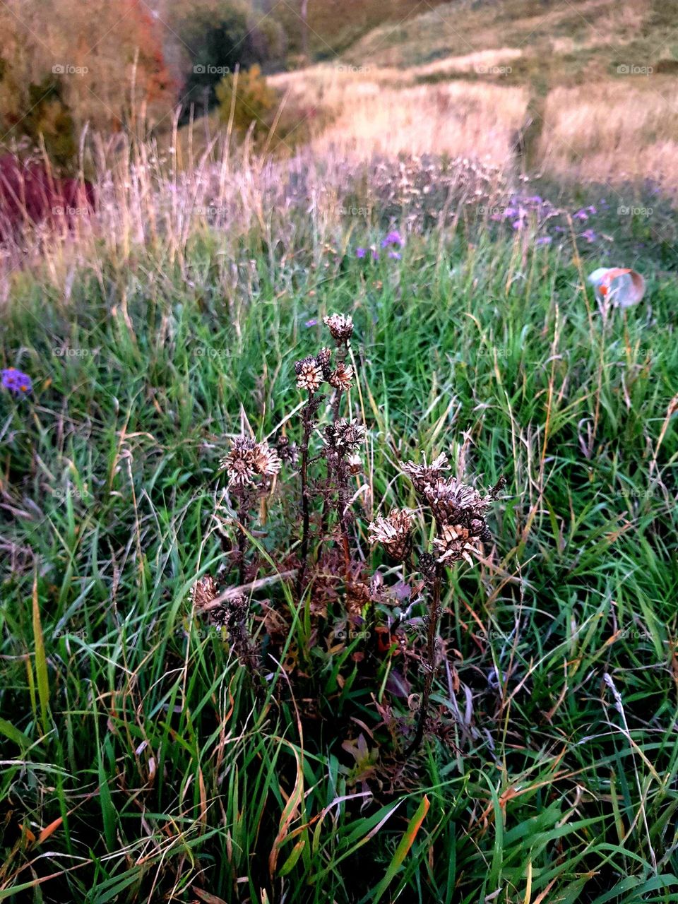 prickly flowers in the field