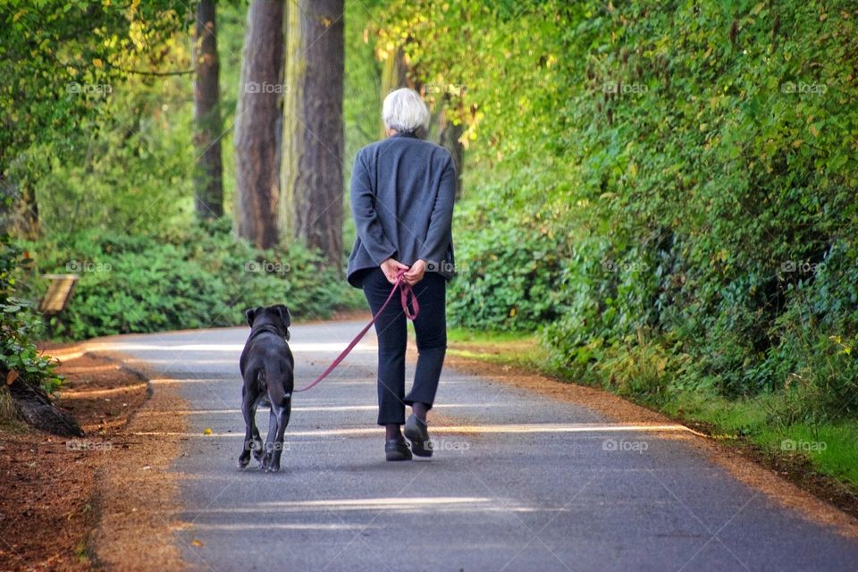 Walk in the woods with the dog