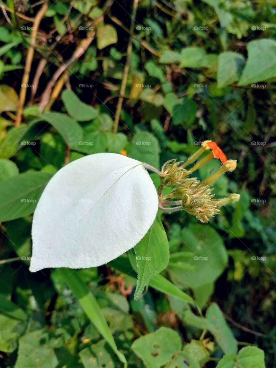 got this when I walk through the hedges .