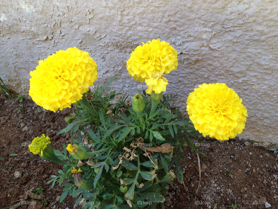 green spring yellow flower by a.bilbaisi